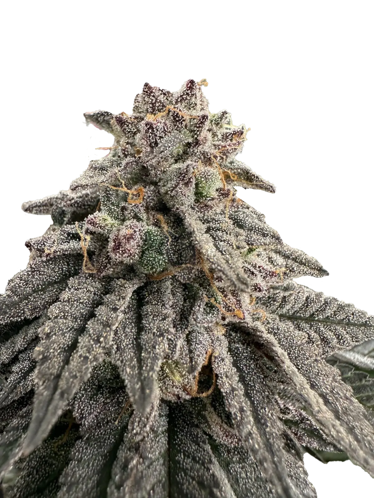 Meat Grinder Feminized – Alchimia Grow Shop