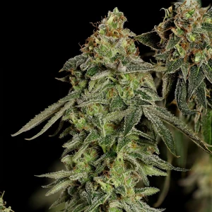 Medical Mass – Royal Queen Seeds