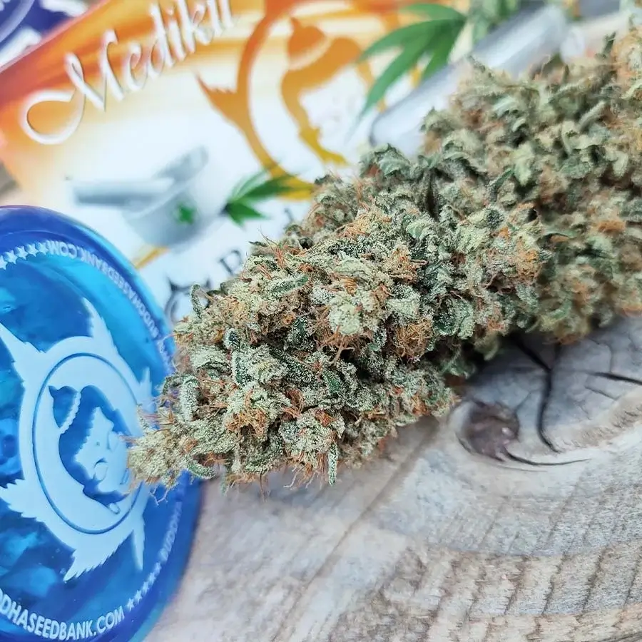 MediKit Feminized – Alchimia Grow Shop