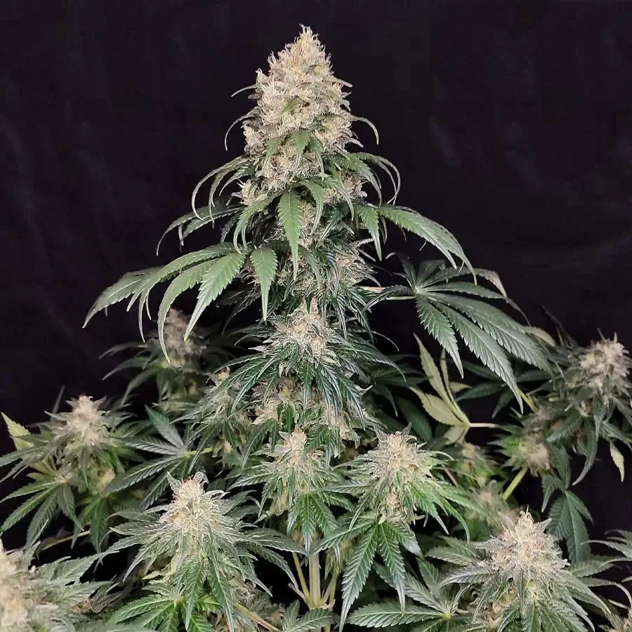 MediKit Feminized – Alchimia Grow Shop