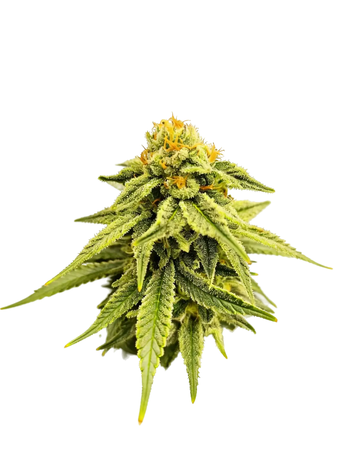 Melted Headz Feminized – Alchimia Grow Shop