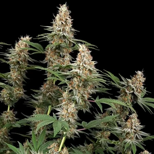 Mexican Rush – Royal Queen Seeds