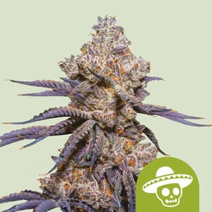 Mexican Rush Auto – Royal Queen Seeds
