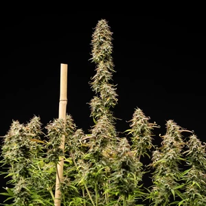 Mexican Rush Auto – Royal Queen Seeds