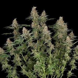Mexican Rush – Royal Queen Seeds