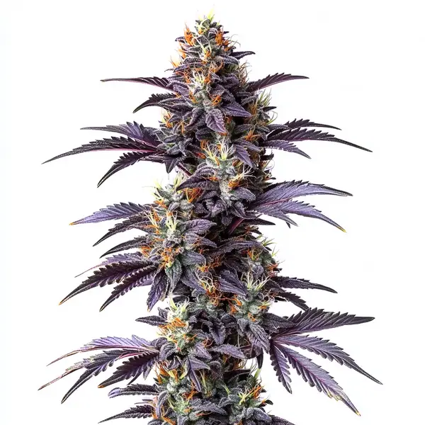 Mimosa Cake Auto – Blimburn Seeds