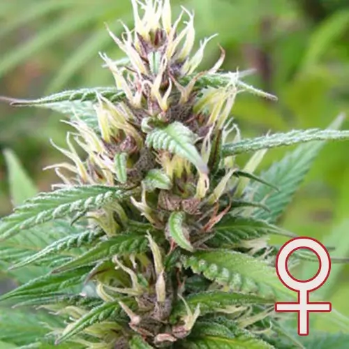 Mind Bender Feminized – Alchimia Grow Shop