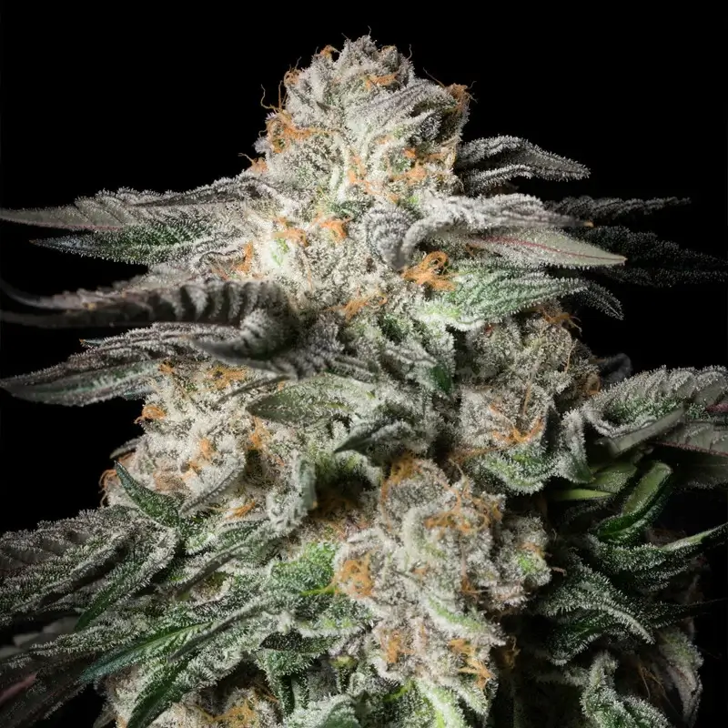 Mint Candy Feminized – Alchimia Grow Shop