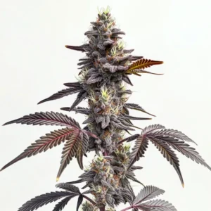 Modified Grapes – Blimburn Seeds