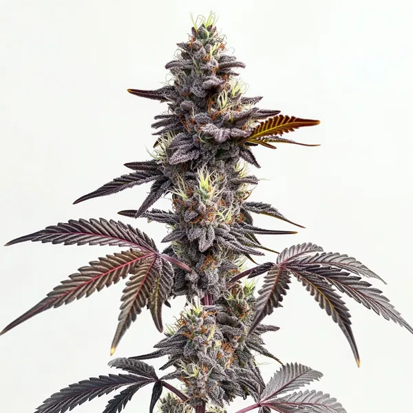 Modified Grapes – Blimburn Seeds