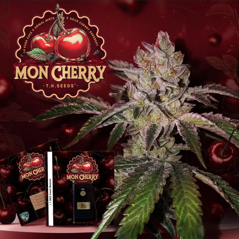 Mon Cherry Feminized – Alchimia Grow Shop