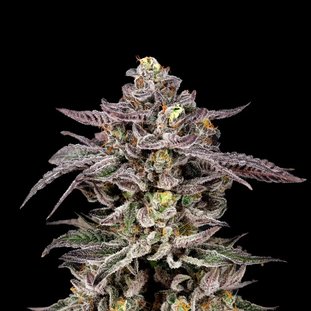 Monaco Feminized – Alchimia Grow Shop