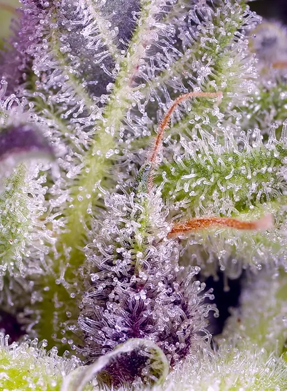 Monster Maker Feminized – Alchimia Grow Shop