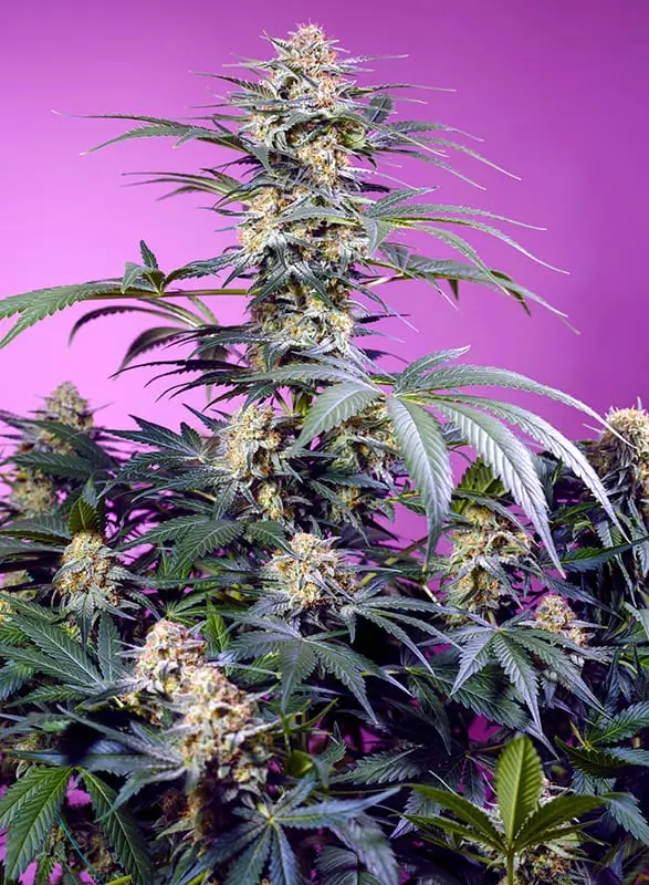 Monster Maker Feminized – Alchimia Grow Shop