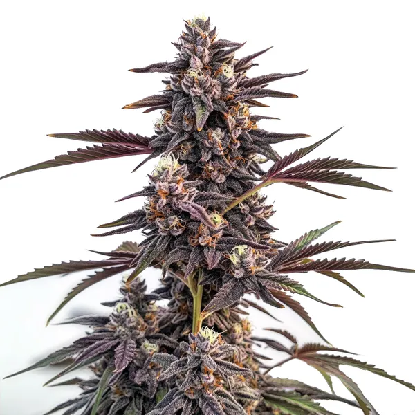 Moonshine Cookies – Blimburn Seeds