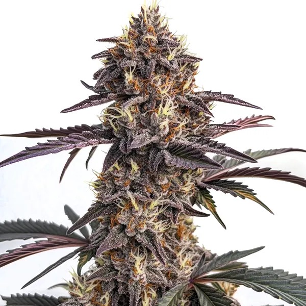 Moonshine Cookies Auto – Blimburn Seeds