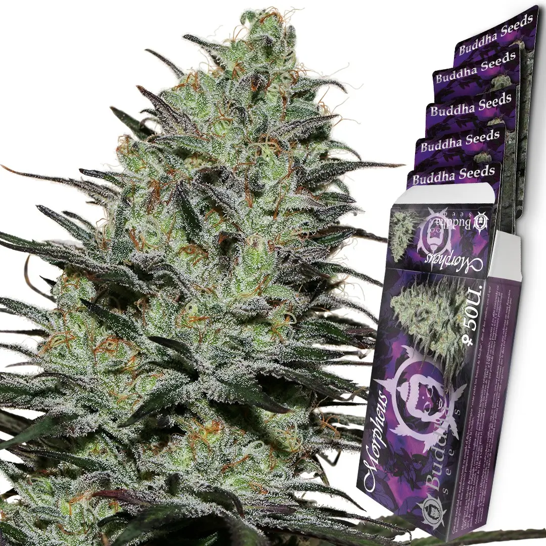 Morpheus Feminized – Alchimia Grow Shop