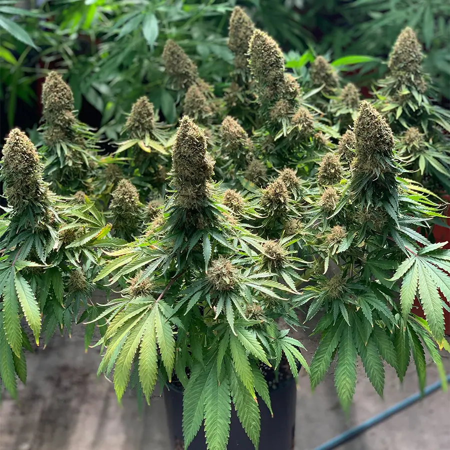Morpheus Feminized – Alchimia Grow Shop