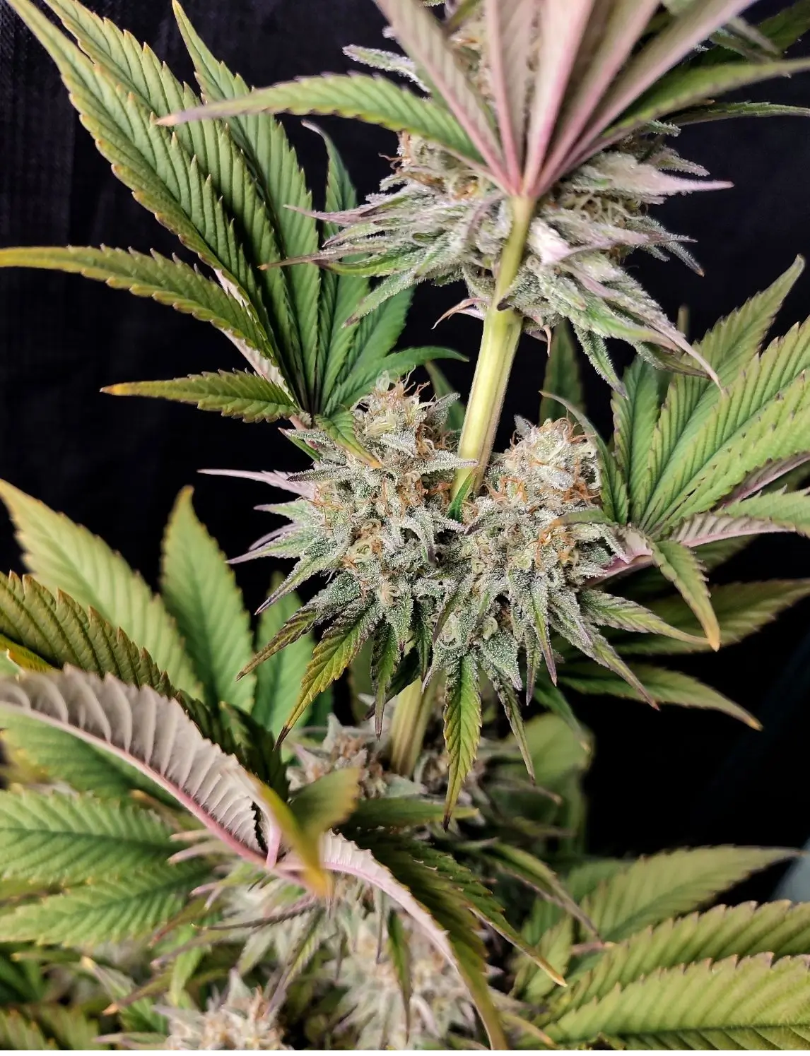 Morpheus Feminized – Alchimia Grow Shop
