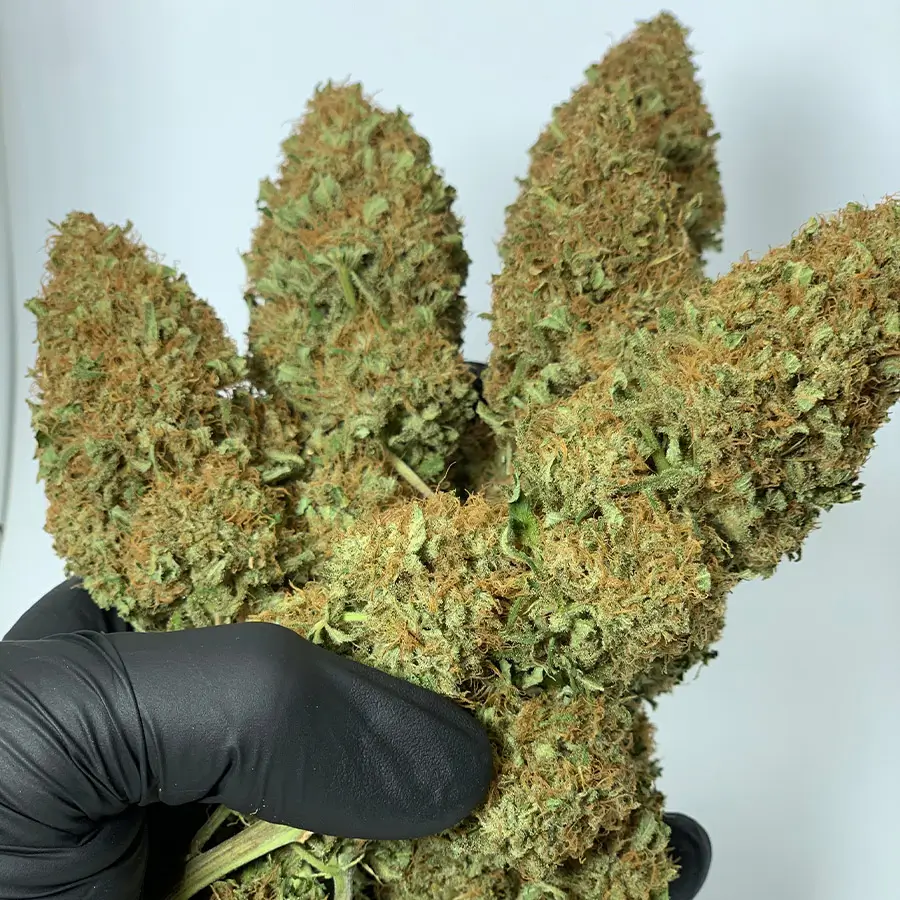 Morpheus Feminized – Alchimia Grow Shop