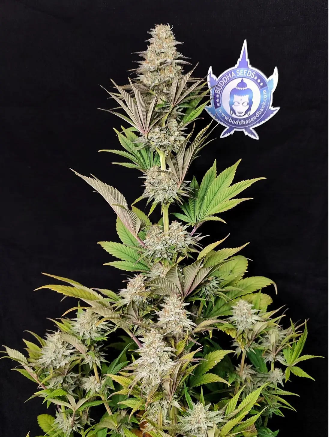 Morpheus Feminized – Alchimia Grow Shop