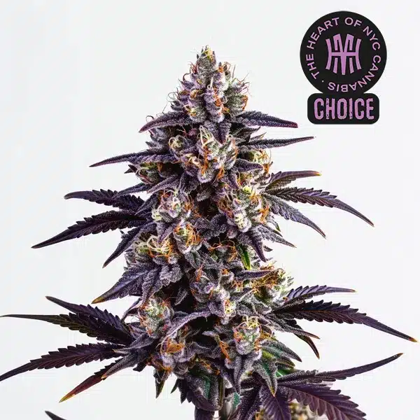 Motor Breath HMC Edition – Blimburn Seeds