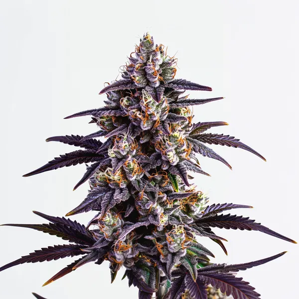 Motor Breath – Blimburn Seeds