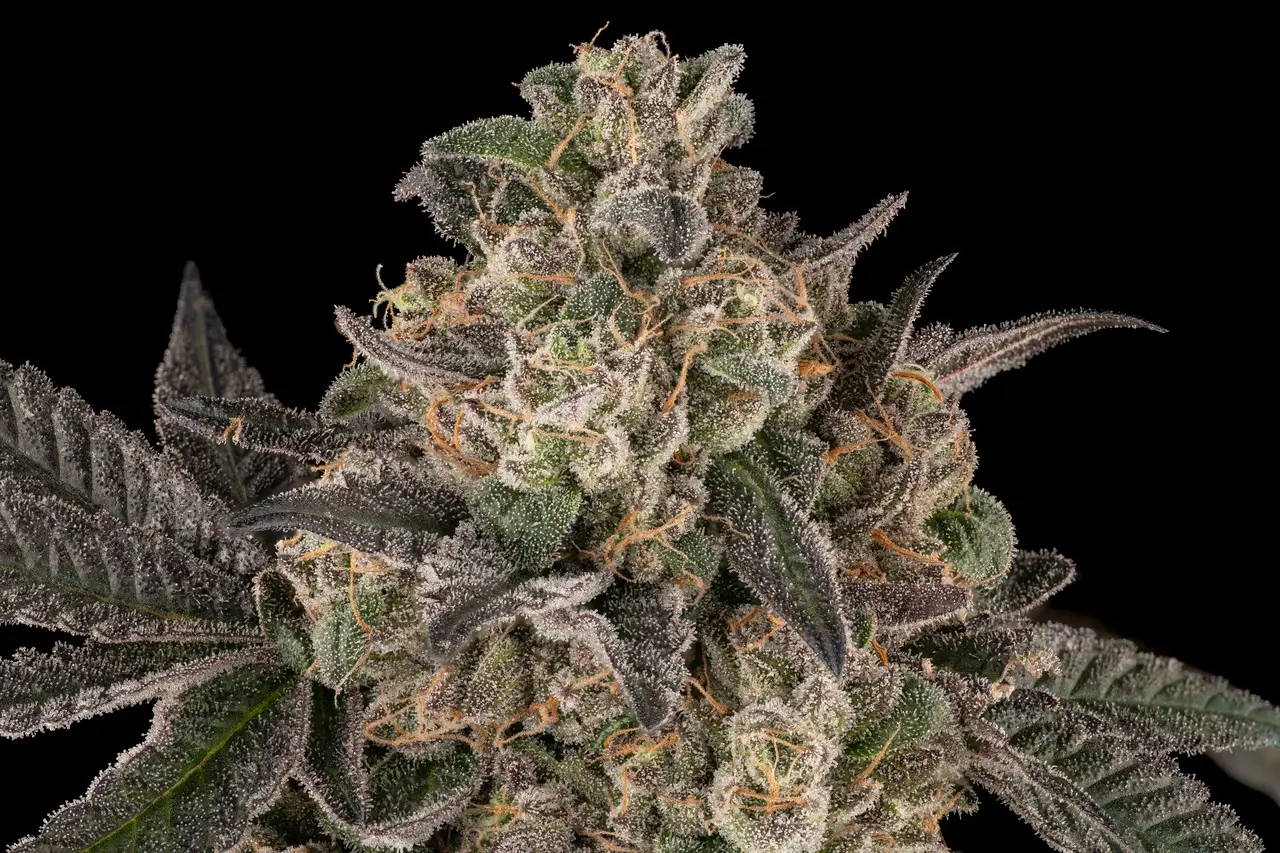 Murder Pie Feminized – Alchimia Grow Shop