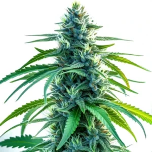 Nova OG – Blimburn Seeds