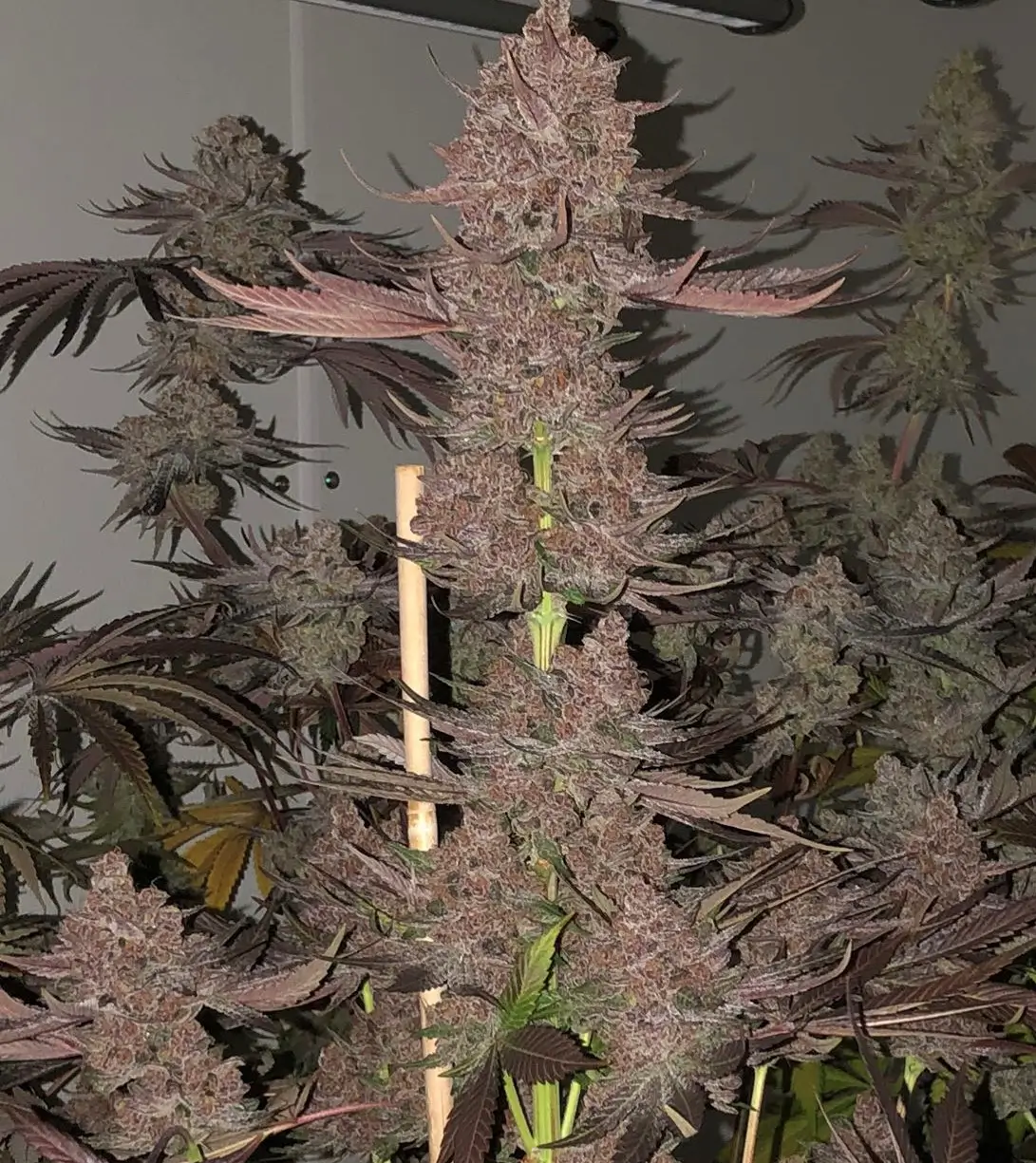 Nvthis Feminized – Alchimia Grow Shop