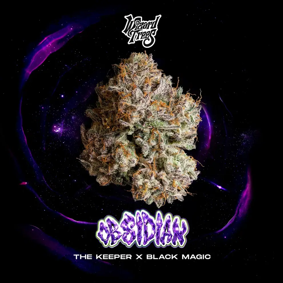 Obsidian Feminized – Alchimia Grow Shop