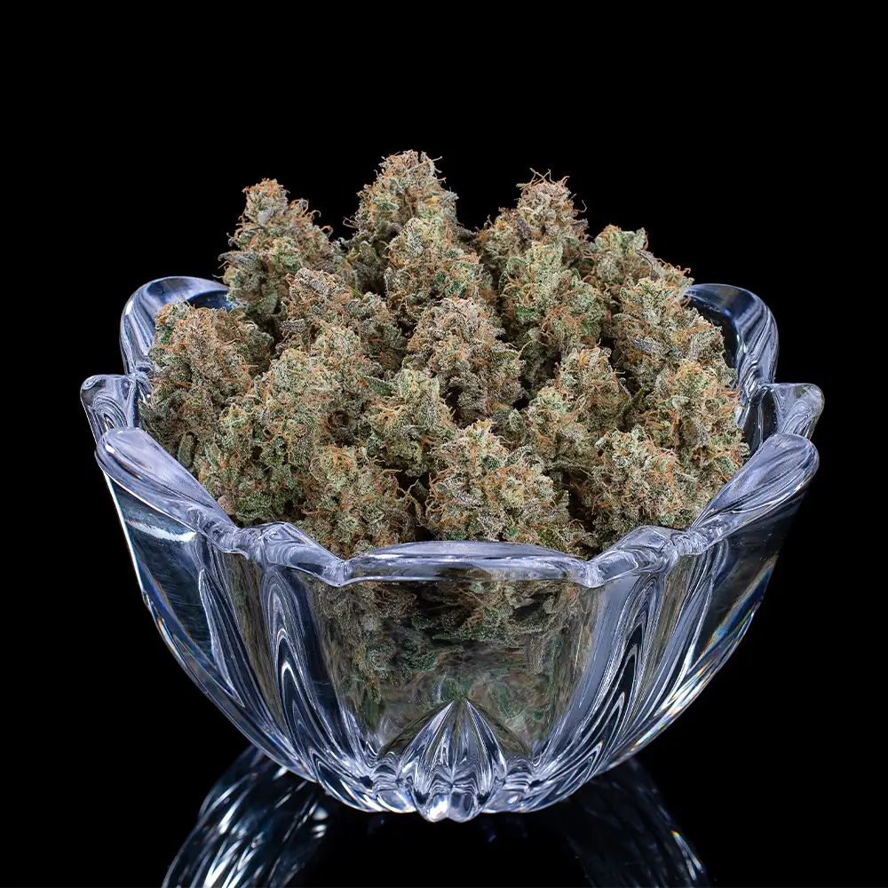 Ocifer Feminized – Alchimia Grow Shop