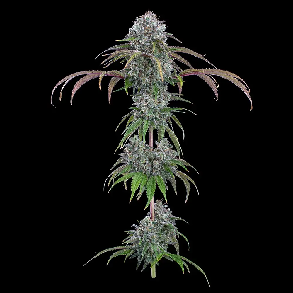 Ocifer Feminized – Alchimia Grow Shop