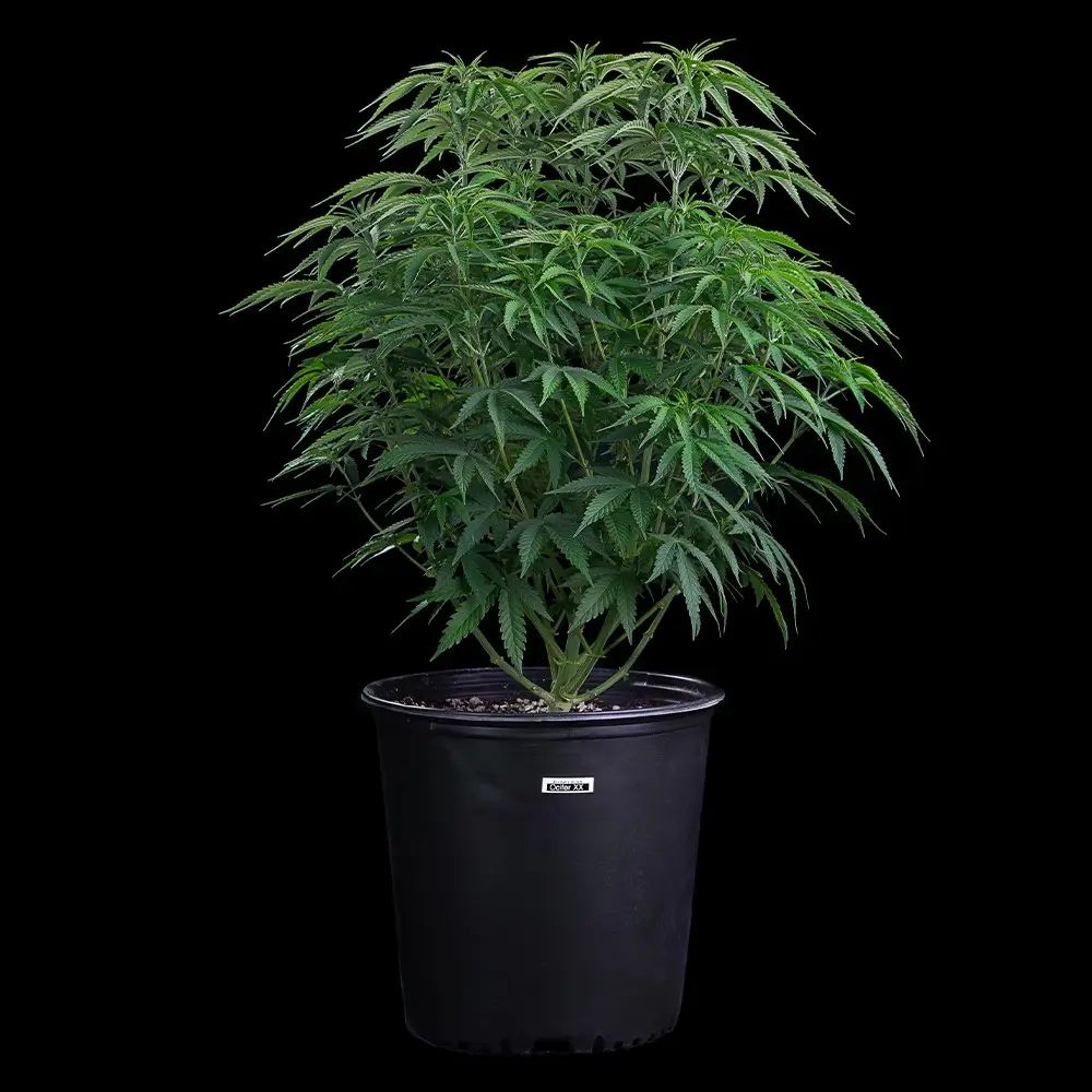 Ocifer Feminized – Alchimia Grow Shop
