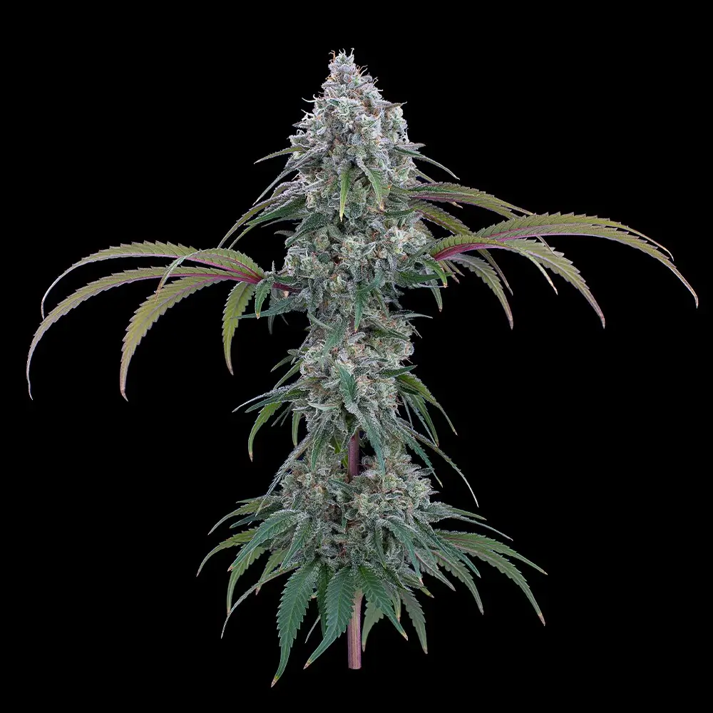 Ocifer Feminized – Alchimia Grow Shop