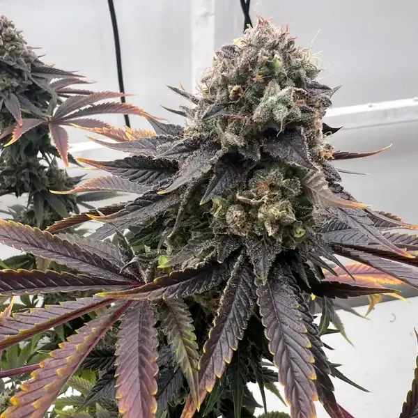 Offshore OG Feminized – Alchimia Grow Shop