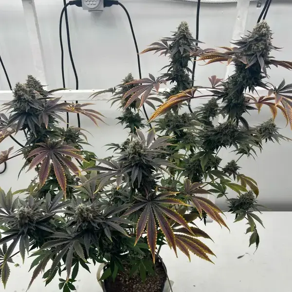 Offshore OG Feminized – Alchimia Grow Shop