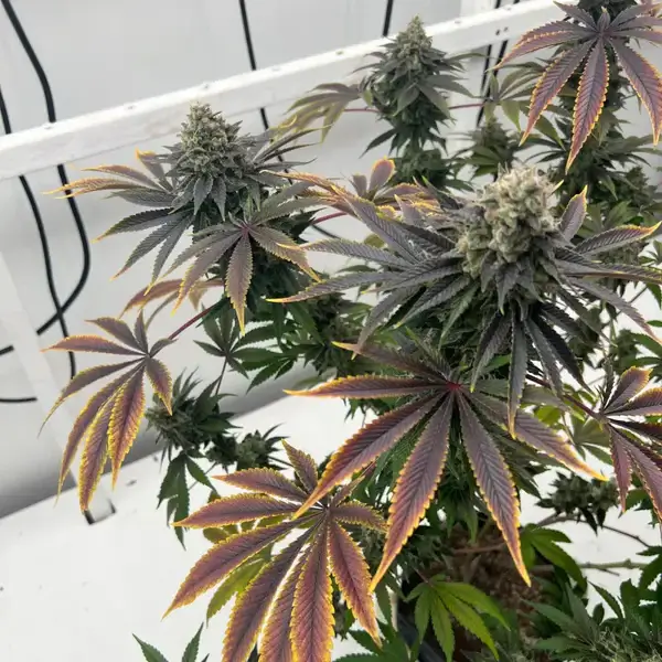Offshore OG Feminized – Alchimia Grow Shop