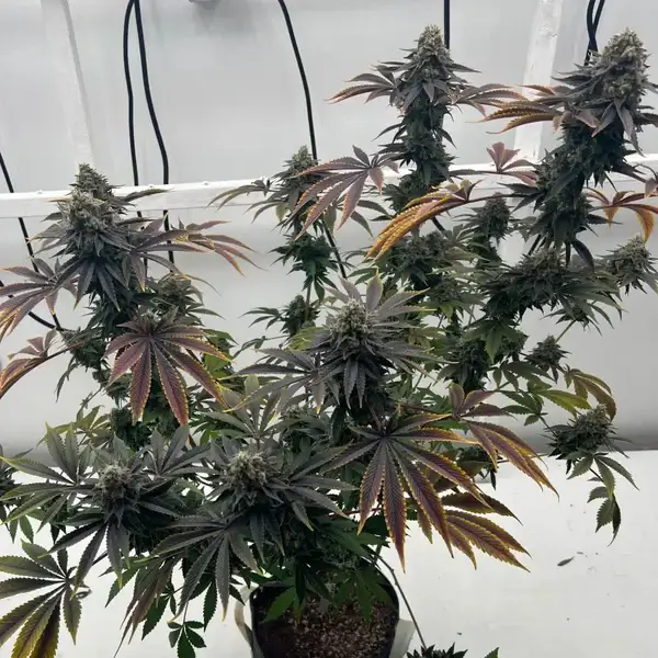 Offshore OG Feminized – Alchimia Grow Shop