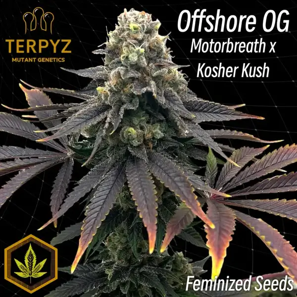 Offshore OG Feminized – Alchimia Grow Shop