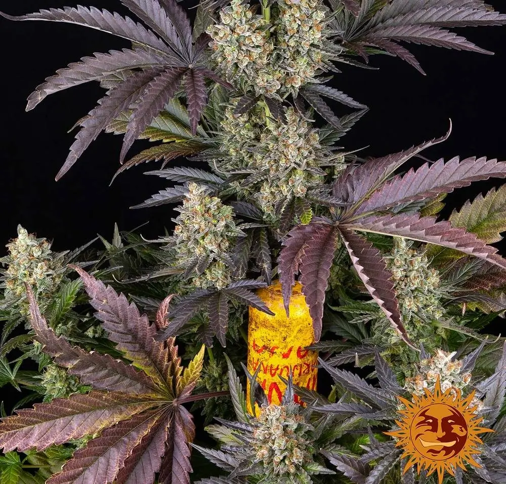 OG Kush Feminized – Alchimia Grow Shop