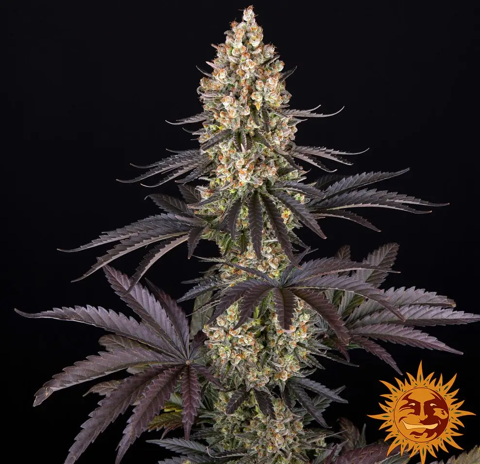OG Kush Feminized – Alchimia Grow Shop