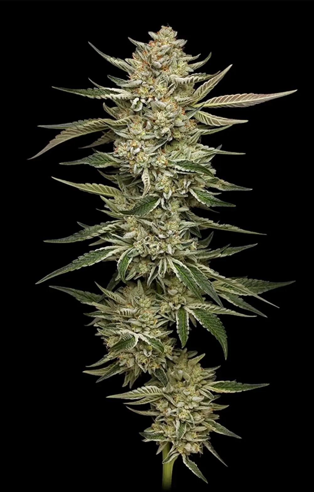 OG Triploid Feminized – Alchimia Grow Shop