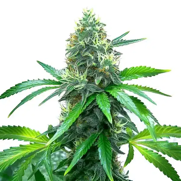 OG Kush – Blimburn Seeds