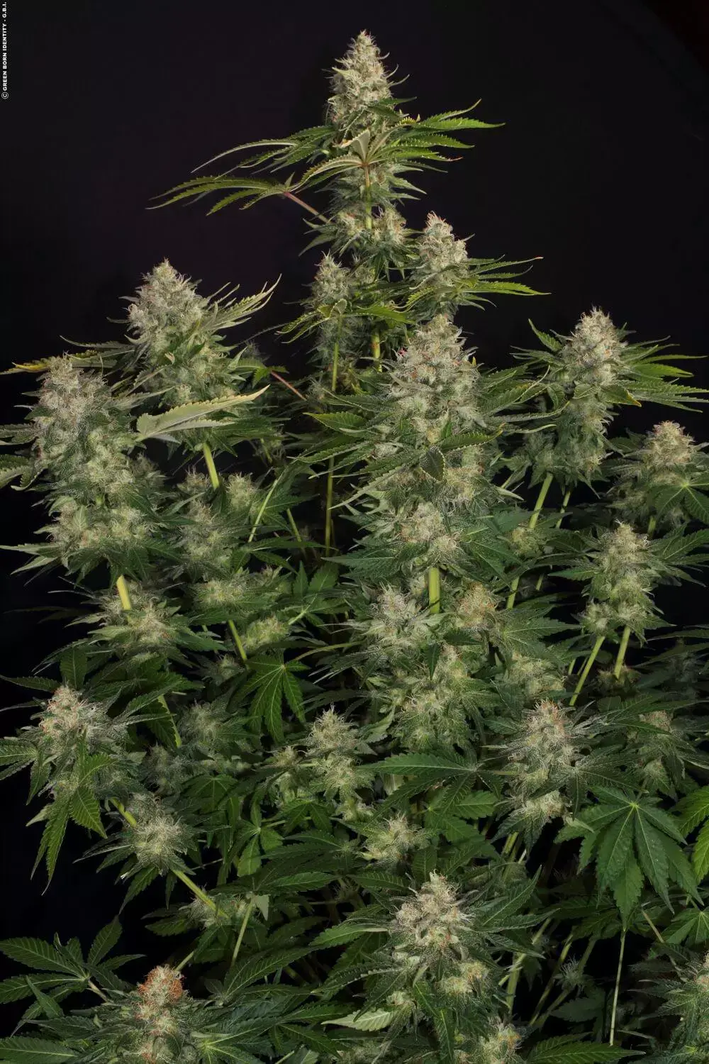 Opium Feminized – Alchimia Grow Shop