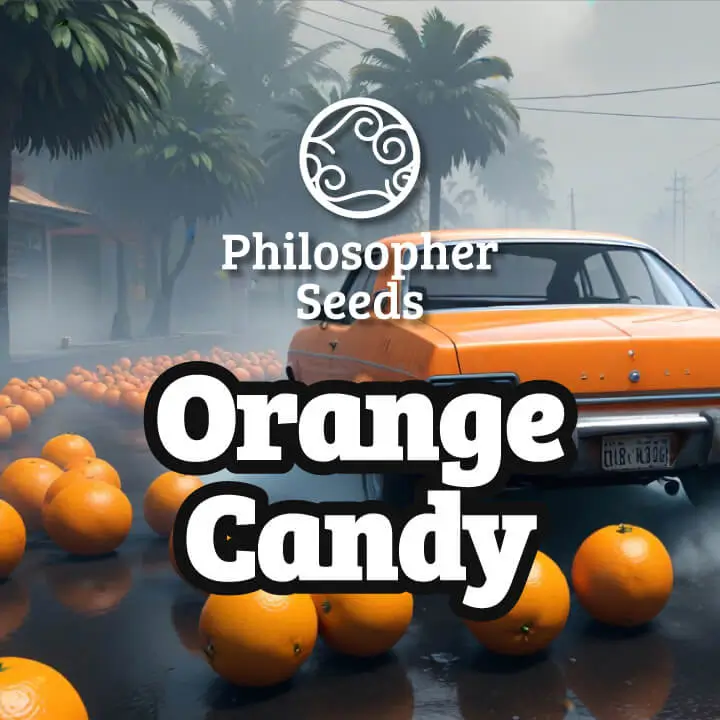 Orange Candy Feminized – Alchimia Grow Shop