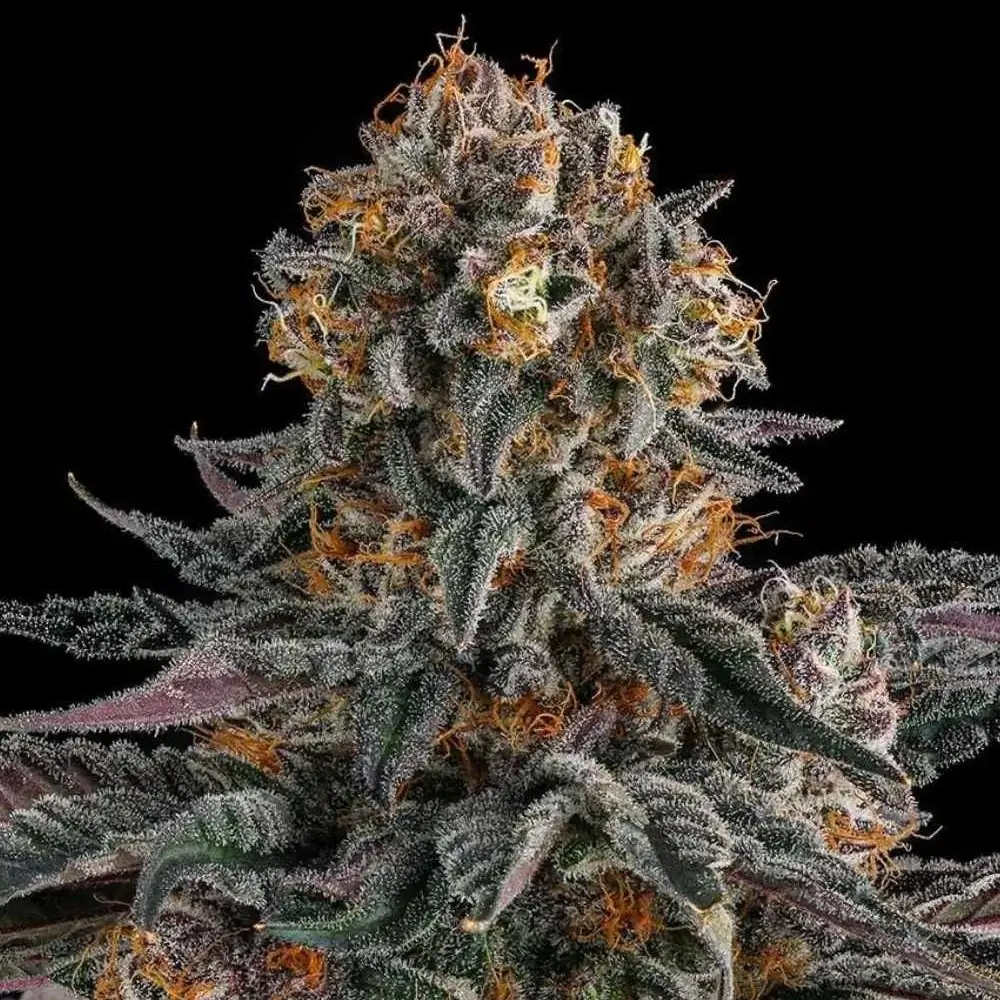 Orange Moon Feminized – Alchimia Grow Shop