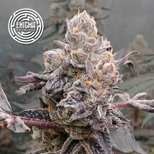 Original Sunset Sherbert Feminized – Alchimia Grow Shop