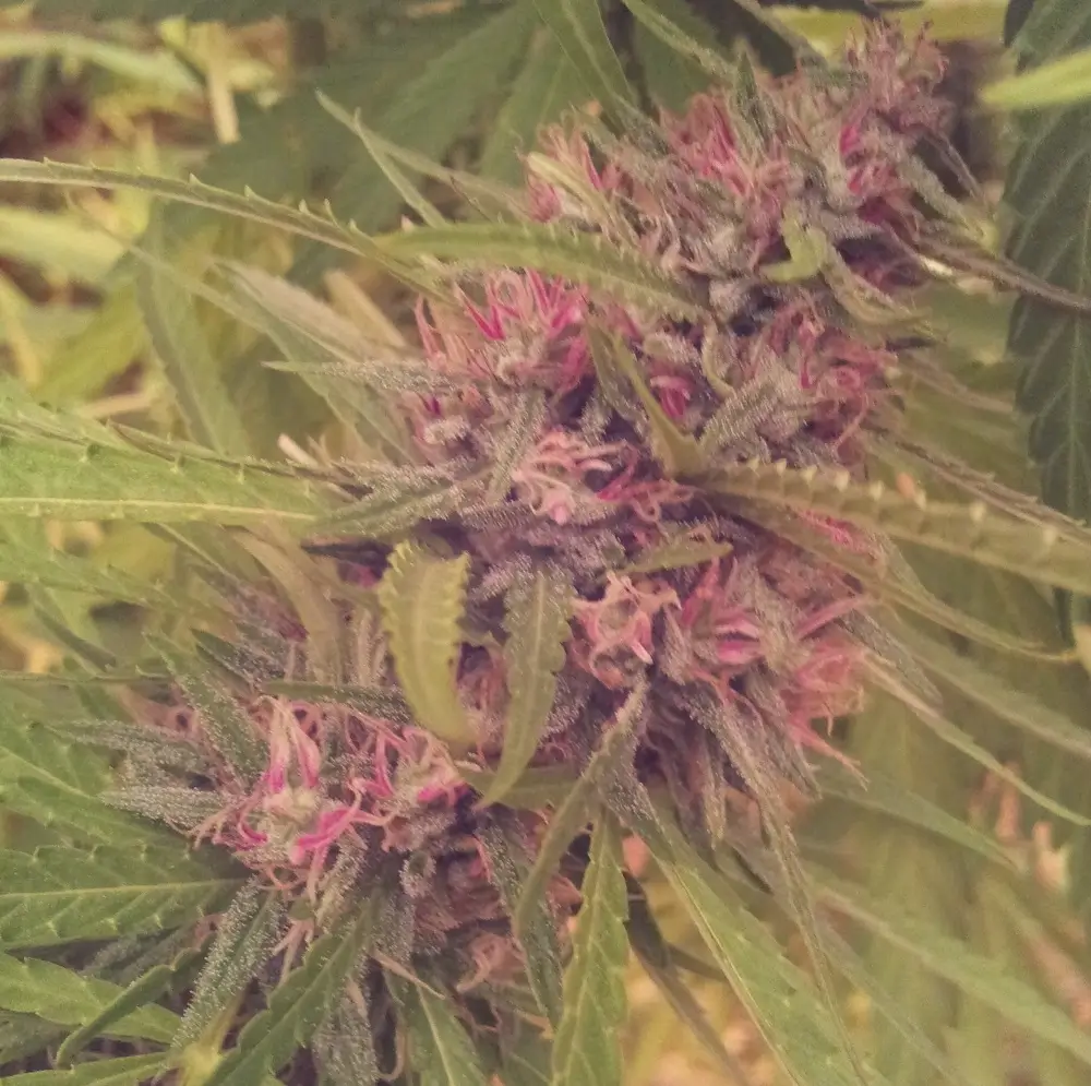 Panama Regular – Alchimia Grow Shop