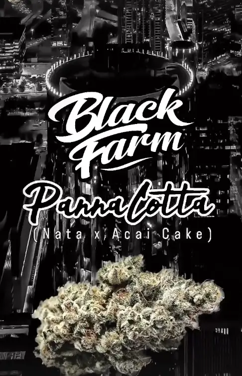 Pannacotta Feminized – Alchimia Grow Shop